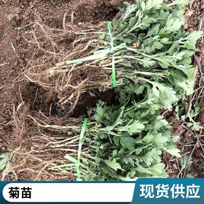 大白菊 北京菊苗 种植技术管理 种苗繁育基地 种植效益