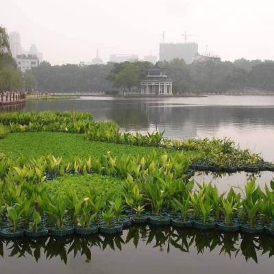 泰州市漂浮湿地 绿化美化工程 水生态景观生态浮岛