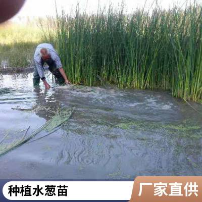 盆栽水葱有利固堤护坡控制杂草根茎繁殖植株高大