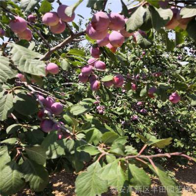 丰田园艺 西梅树苗 李子苗种植基地 常年供应
