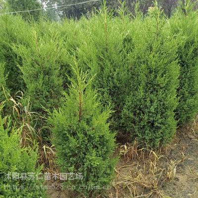 松柏树苗80公分价格是多少钱