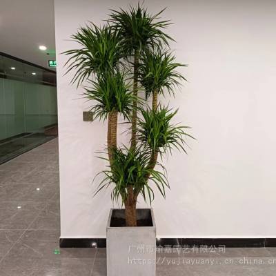 本地花卉绿植租赁 办公室写字楼酒店植物租售出租