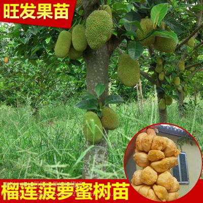 ۼ޽ӹ С Ʒ***