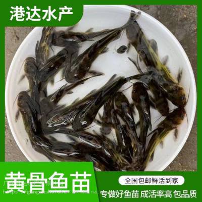 黄颡鱼苗养殖难度 江汉区出售3-4公分黄沙古鱼苗黄角丁鱼苗