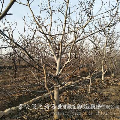 陕核5号核桃树苗基地、陕核5号核桃树苗种植技术