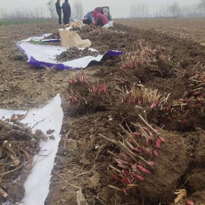 白芍芽芍药芽基地行情种植效益怎么样