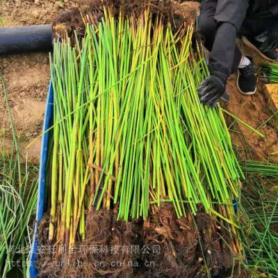 供应水葱 水葱苗 耐寒型水葱种苗 湿地绿化工程苗