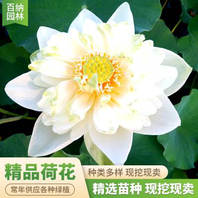 精品荷花苗 观赏荷花莲花 承接种植 湿地绿化 绿美