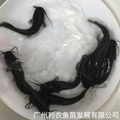 埃及塘虱鱼苗批发 革胡子鲶鱼苗 好养耐活快大