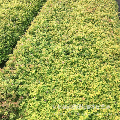 露天栽种绣线菊工程绿化苗出售 专注坚持栽种效果