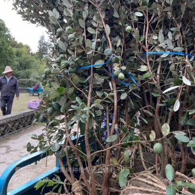 2025特色水果种植之菲油果 ***庭院别墅的选择