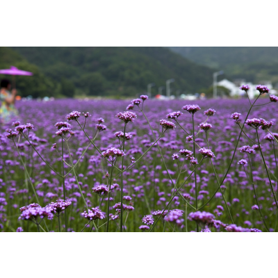 景区花海大量柳叶马鞭草景观用苗 柳叶马鞭草批发 基地直销