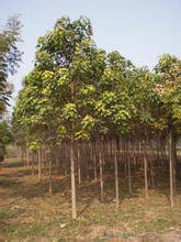 楸树-合胜花卉苗木-绿化楸树苗