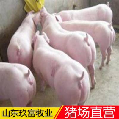 三元仔猪厂家电话 猪苗 2020年养猪签合同好项目