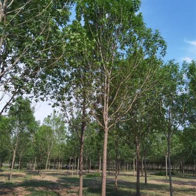 7公分白蜡-白蜡产地-发帽白蜡-原生冠白蜡