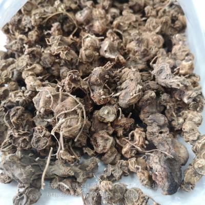 鬼臼哪里有卖的鬼臼爵犀马目毒公九臼天臼批发