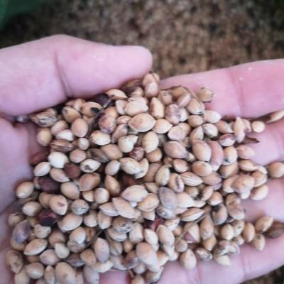 马哈利樱桃种子 马哈利小苗 马哈利水苗 马哈利大樱桃嫁接砧木