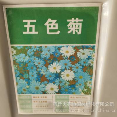 优质新菊花种子 五色菊种子 发芽*** 价格便宜 ***