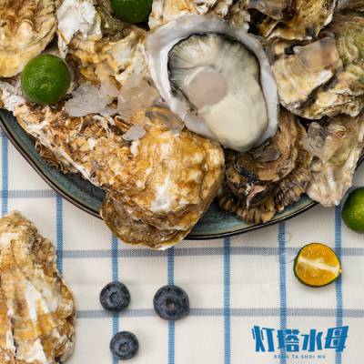 盐城生蚝批发，海蛎子牡蛎批发，产地货源产地直发