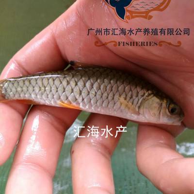 广州汇海鱼苗 现货军鱼苗 青竹鲩鱼苗 倒刺鲃鱼苗 竹鲃鲤鱼苗 河鲣鱼苗 坑娟鱼苗 各种规格