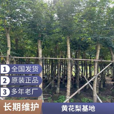 卓绿苗圃 黄花梨供应10至12公分假植苗 海南黄花梨产地种植 厂家直销价格低