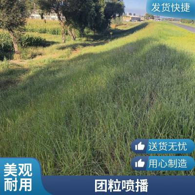 高速公路边坡绿化公 司挂网喷播植草护坡山坡复绿工程客土喷播施工