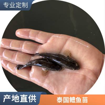 批发笋壳鱼苗 渔场 港发鱼水产厂 批发出售 基地直发成活***