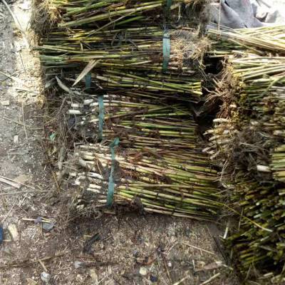 安徽大量供应本地芦苇苗 池州盆栽芦苇种苗保成活 当年出效果