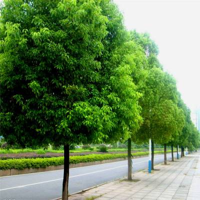 行道树香樟全冠香樟树园林绿化苗木量大优惠