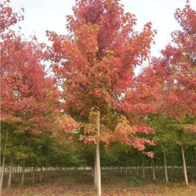 美国红枫秋火焰价格3公分、4公分、5公分美国红枫树