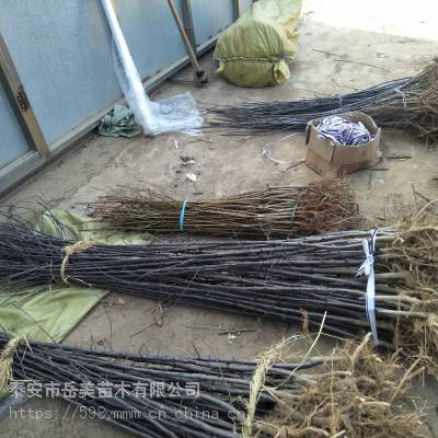 新疆大力发展什么品种的苹果 阿克苏苹果苗怎样提高其抗病能力