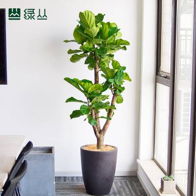 琴叶榕 大型室内盆栽 室内净化空气 北欧客厅植物 1.
