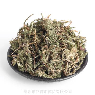 贼裤带草药图片