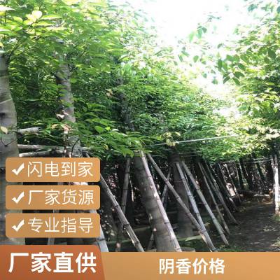 出售胸径5-10-15-20-25-30公分阴香 移植全冠 多种规格供应 园林种植