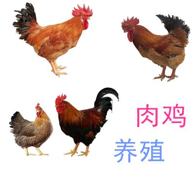 肉鸡养殖技术，育种养殖场发运，肉鸡养殖价格质量保障