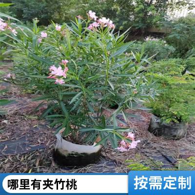 长期培育 红花夹竹桃 抗盐碱性好 耐修剪易植栽 全国发货 卓绿园林