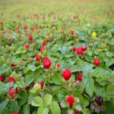 基地花卉批发 绿化景观蛇莓 室内盆栽野草莓 绿化植物 适应性强易成活 欢迎订购