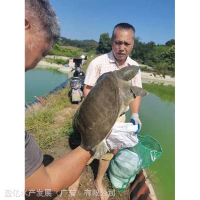 自家渔场养殖 淡水养殖甲鱼苗 培育基地 盈亿水产