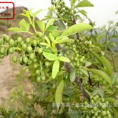 大花椒花椒苗批发、大花椒花椒苗批发商