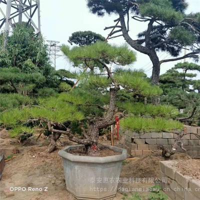 景观松树 别墅小区种植观景树 惠农农业造型景松带土装车