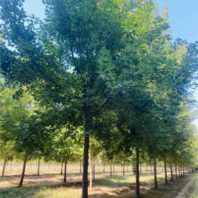 丛生美国红枫3公分秋火焰红枫树自然树形风景树