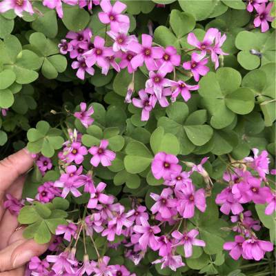 基地批发酢浆草 绿化用时令草花 酢浆草种子