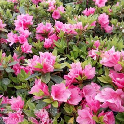 春鹃大量上市出售啦 各种规格春鹃 成都春鹃 红色花花