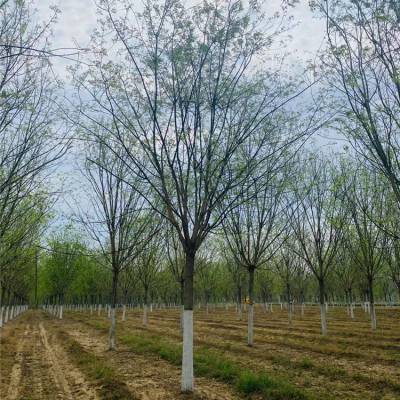 咸阳园林景观国槐 6-8-10公分精品树形