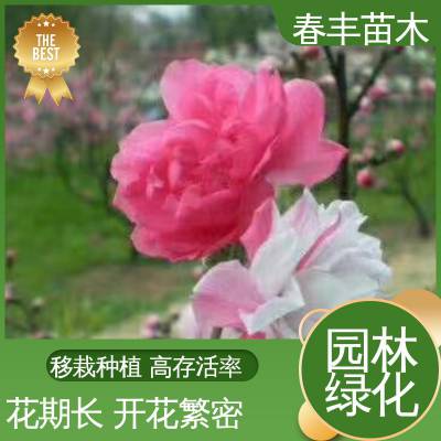 春丰苗木 粉花碧桃 绿化工程行道树 花色多样 五彩缤纷