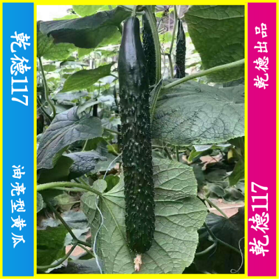 乾德117、农业部登记品种、油亮型黄瓜种子