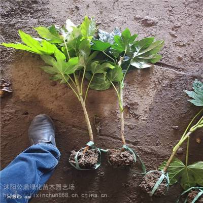 种植销售八角金盘 洒金珊瑚 工程苗 公鼎苗木场