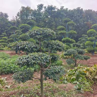 河南省鄢陵县火棘造型树种植基地