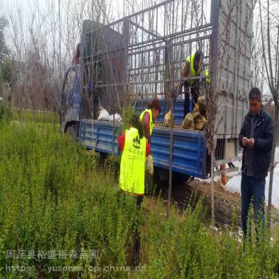 榆叶梅苗圃春秋栽植 黄叶女贞苗 长青绿化杨凌苗木