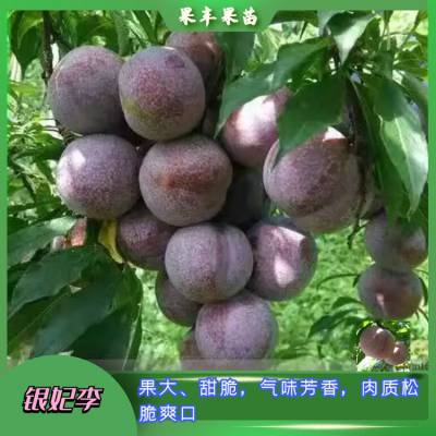 糡 罡׳޲